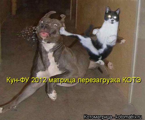Кун-ФУ 2012 матрица перезагрузка КОТЭ... Котоматрица: Кун-ФУ 2012 матрица перезагрузка КОТЭ