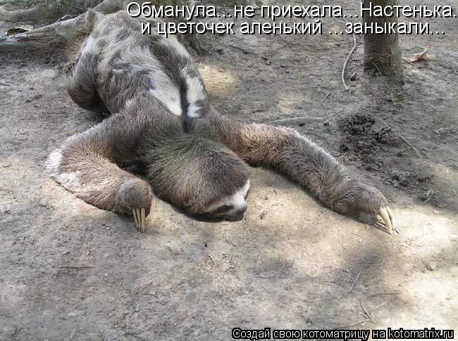 Обманула...не приехала...Настенька... и цветочек аленький ...заныкали...... Котоматрица: Обманула...не приехала...Настенька... и цветочек аленький ...заныкали...