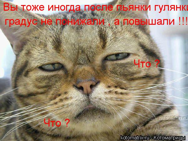 Что ? Что ? Вы тоже иногда после пьянки гулянки градус не понижали , а повышали !!! Ааа! Вы тоже ин... Котоматрица: Что ? Что ? Вы тоже иногда после пьянки гулянки градус не понижали , а повышали !!! Ааа! Вы тоже иногда после пьянки гулянки градус не понижали