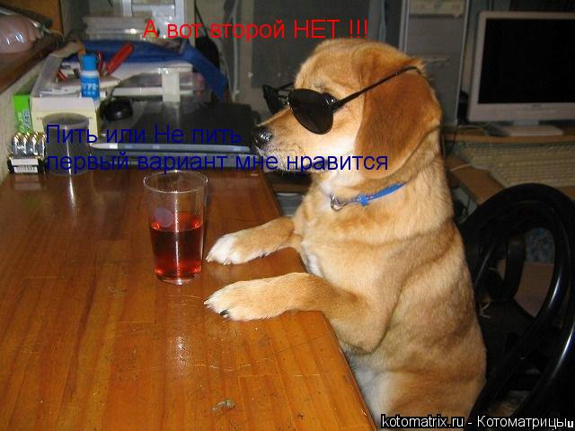 Пить или Не пить первый вариант мне нравится А вот второй НЕТ !!!... Котоматрица: Пить или Не пить первый вариант мне нравится А вот второй НЕТ !!!