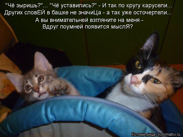 "Чё зыришь?"... "Чё уставились?" - И так по кругу карусели... Других словЕЙ в башке не значиЦа - а та... Котоматрица: "Чё зыришь?"... "Чё уставились?" - И так по кругу карусели... Других словЕЙ в башке не значиЦа - а так уже осточертели... А вы внимательней взглянит