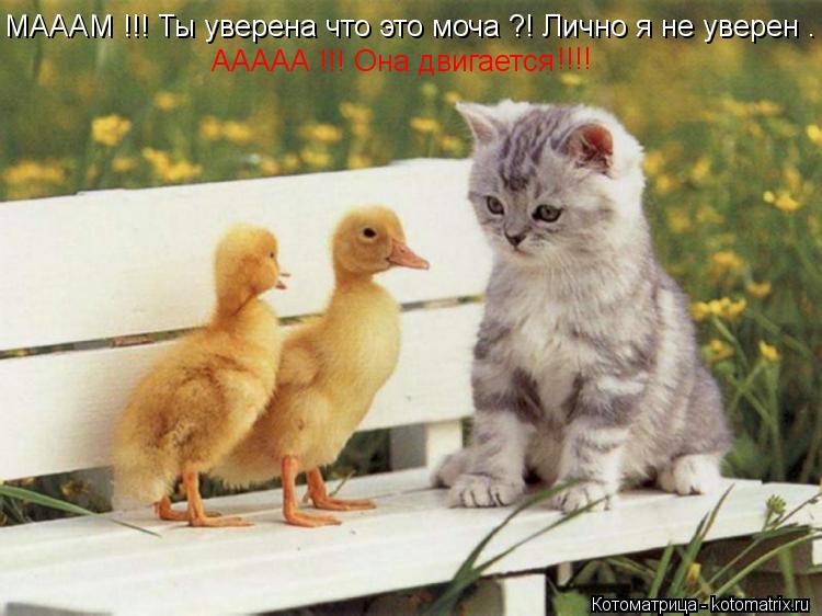 Котоматрица: МАААМ !!! Ты уверена что это моча ?! Лично я не уверен . ААААА !!! Она двигается !!!!