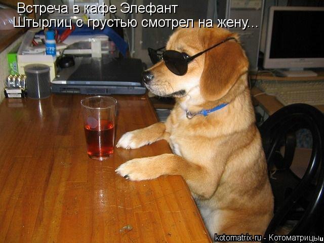 Котоматрица: Встреча в кафе Элефант Штырлиц с грустью смотрел на жену...