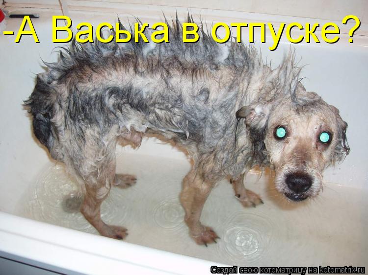 Котоматрица: -А Васька в отпуске?