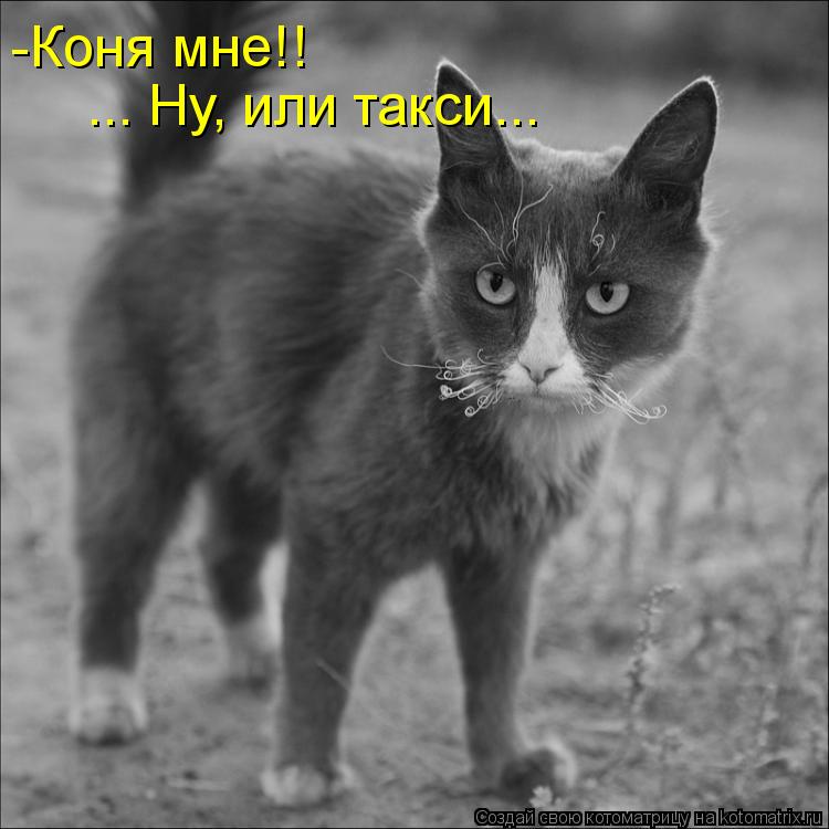 ... Ну, или такси... -Коня мне!!... Котоматрица: ... Ну, или такси... -Коня мне!!