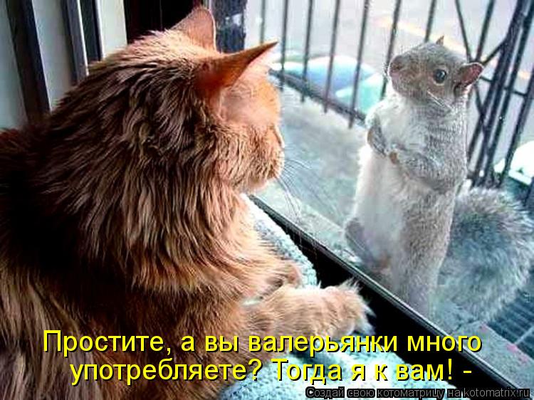 Простите, а вы валерьянки много употребляете? Тогда я к вам! -... Котоматрица: Простите, а вы валерьянки много употребляете? Тогда я к вам! -