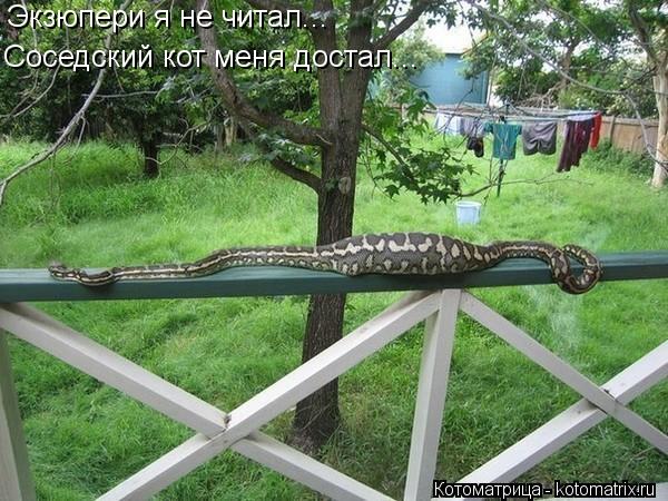 Котоматрица: Экзюпери я не читал... Соседский кот меня достал...