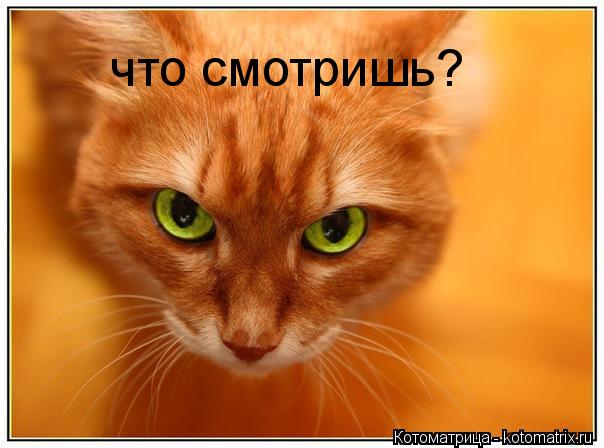 что смотришь?... Котоматрица: что смотришь?