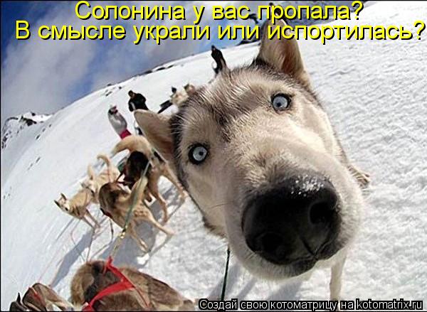 Котоматрица: В смысле украли или испортилась? Солонина у вас пропала?