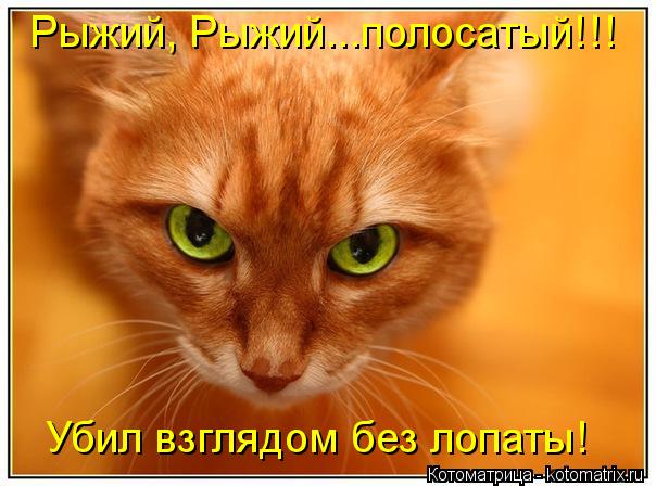 Рыжий, Рыжий...полосатый!!! Убил взглядом без лопаты!... Котоматрица: Рыжий, Рыжий...полосатый!!! Убил взглядом без лопаты!