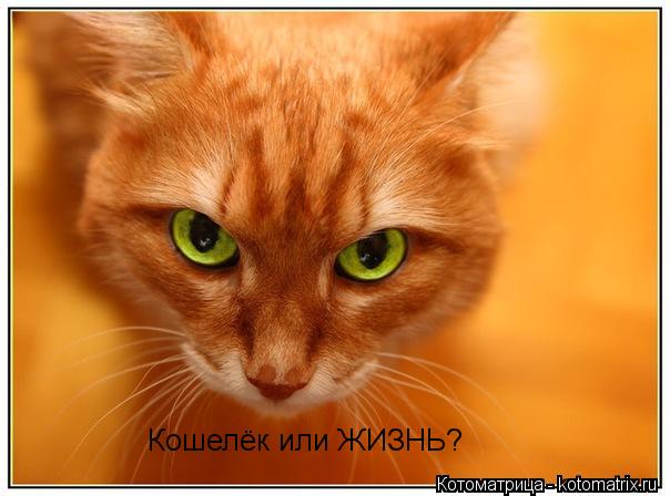 Кошелёк или ЖИЗНЬ?... Котоматрица: Кошелёк или ЖИЗНЬ?