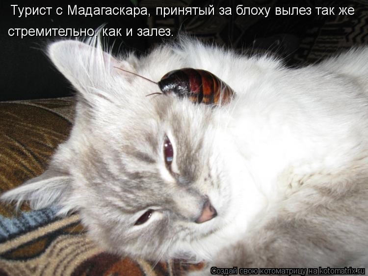 Турист с Мадагаскара, принятый за блоху вылез так же стремительно, как и залез.... Котоматрица: Турист с Мадагаскара, принятый за блоху вылез так же стремительно, как и залез.