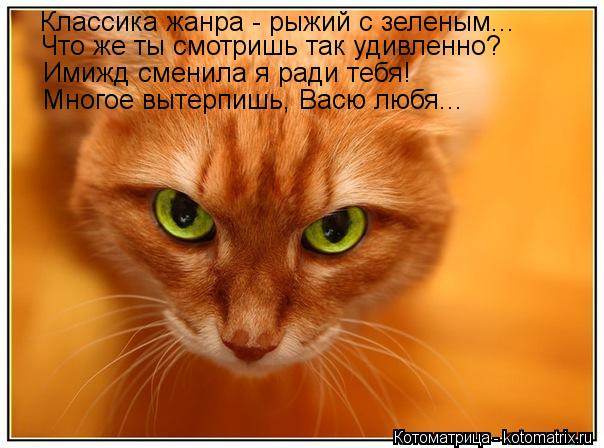 Классика жанра - рыжий с зеленым... Что же ты смотришь так удивленно? Имижд сменила я ради тебя! Мног... Котоматрица: Классика жанра - рыжий с зеленым... Что же ты смотришь так удивленно? Имижд сменила я ради тебя! Многое вытерпишь, Васю любя...
