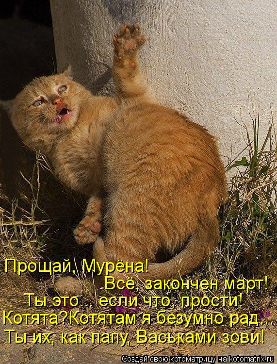 Котята?Котятам я безумно рад... Ты это... если что, прости! Ты их, как папу, Васьками зови! Всё, зако... Котоматрица: Котята?Котятам я безумно рад... Ты это... если что, прости! Ты их, как папу, Васьками зови! Всё, закончен март! Прощай, Мурёна!