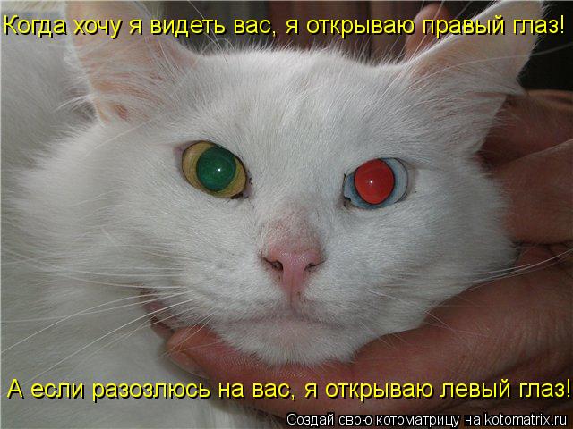 Котоматрица: А если разозлюсь на вас, я открываю левый глаз! Когда хочу я видеть вас, я открываю правый глаз!