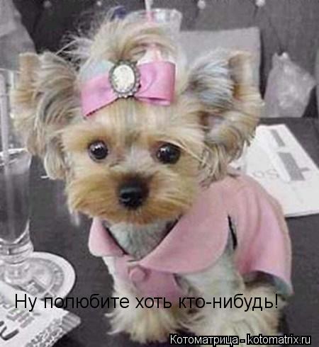 Котоматрица: Ну полюбите хоть кто-нибудь!