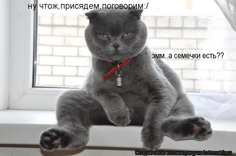 Котоматрица: ну чтож,присядем,поговорим:/ эмм..а семечки есть??