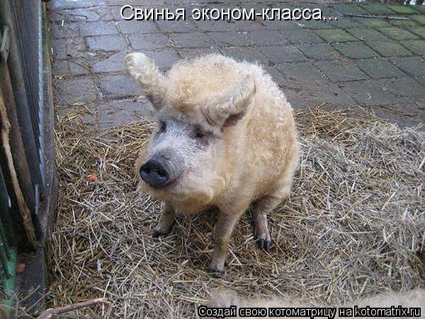 Котоматрица: Свинья эконом-класса...