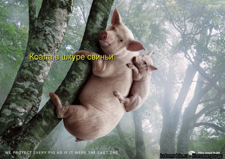 Котоматрица: Коала в шкуре свиньи.
