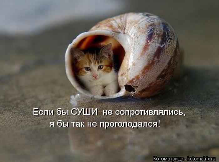 Если бы СУШИ не сопротивлялись, я бы так не проголодался!... Котоматрица: Если бы СУШИ не сопротивлялись, я бы так не проголодался!