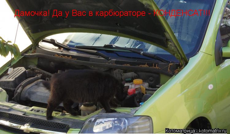 Котоматрица: Дамочка! Да у Вас в карбюраторе - КОНДЕНСАТ!!!