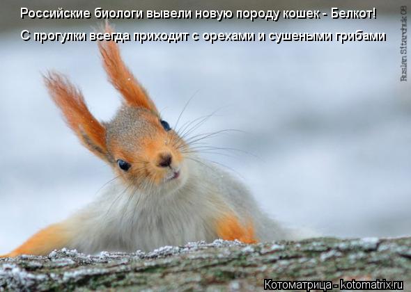 Котоматрица: Российские биологи вывели новую породу кошек - Белкот! С прогулки всегда приходит с орехами и сушеными грибами