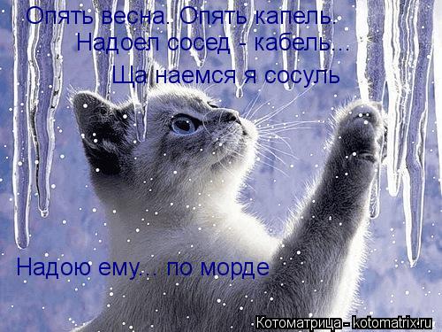 Котоматрица: Опять весна. Опять капель. Надоел сосед - кабель... Надою ему... по морде Ща наемся я сосуль