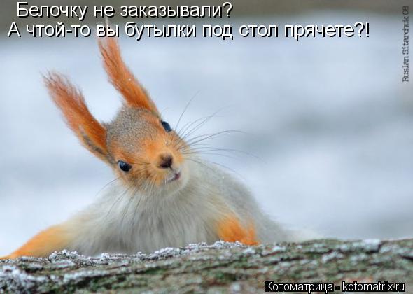 Котоматрица: Белочку не заказывали?  А чтой-то вы бутылки под стол прячете?!