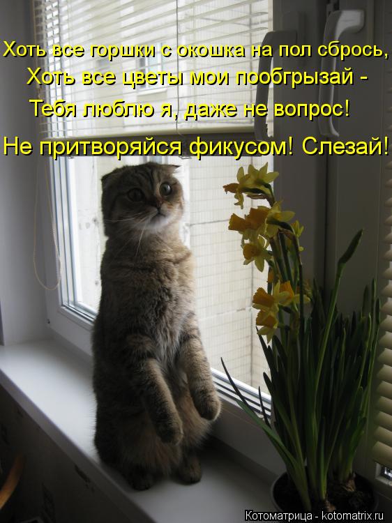 Хоть все горшки с окошка на пол сбрось, Хоть все цветы мои пообгрызай - Тебя люблю я, даже не вопрос!... Котоматрица: Хоть все горшки с окошка на пол сбрось, Хоть все цветы мои пообгрызай - Тебя люблю я, даже не вопрос! Не притворяйся фикусом! Слезай!