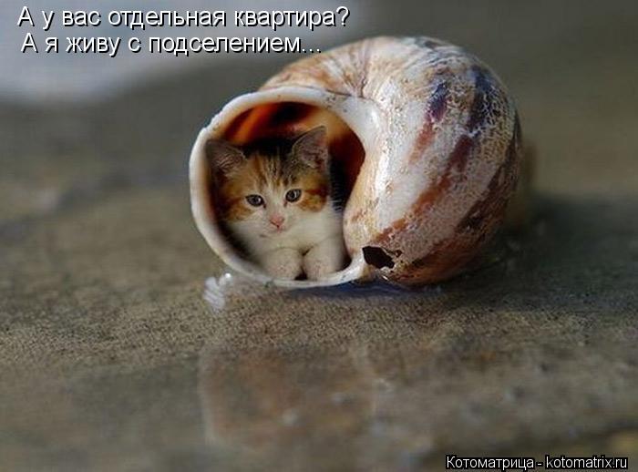 Котоматрица: А у вас отдельная квартира?  А я живу с подселением...