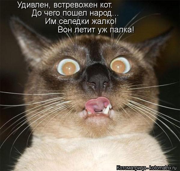 Котоматрица: Удивлен, встревожен кот. До чего пошел народ... Им селедки жалко! Вон летит уж палка!
