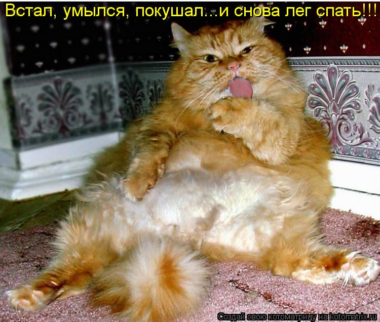 Котоматрица: Встал, умылся, покушал...и снова лег спать!!!