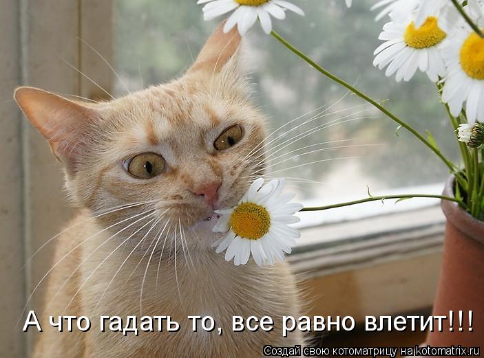 А что гадать то, все равно влетит!!!... Котоматрица: А что гадать то, все равно влетит!!!