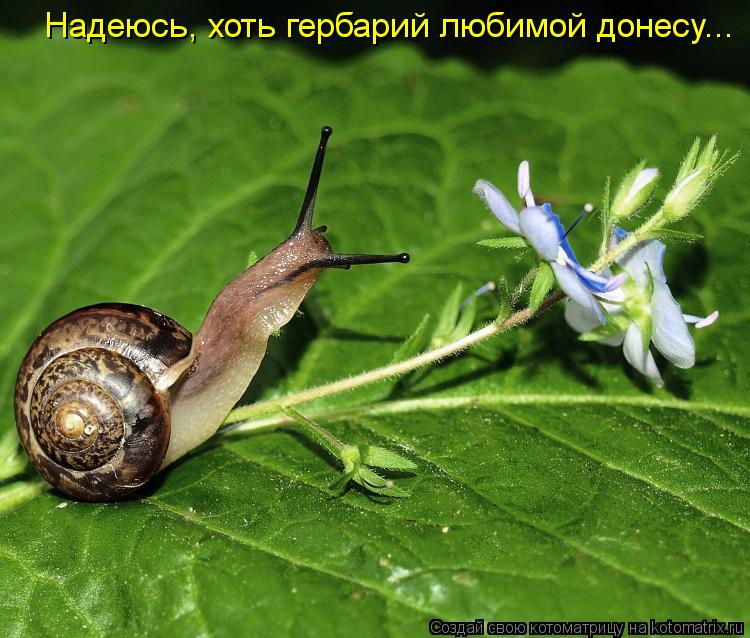 Котоматрица: Надеюсь, хоть гербарий любимой донесу...