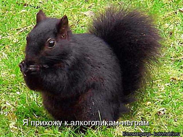 Котоматрица: Я прихожу к алкоголикам-неграм