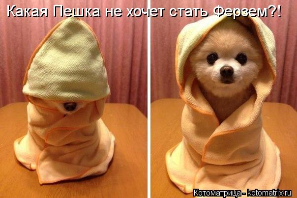 Котоматрица: Какая Пешка не хочет стать Ферзем?!