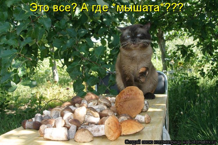 Котоматрица: Это все? А где *мышата*???
