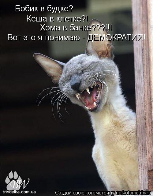 Котоматрица: Бобик в будке? Кеша в клетке?! Хома в банке???!!! Вот это я понимаю - ДЕМОКРАТИЯ!