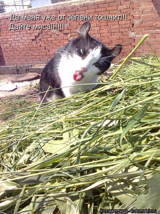 Котоматрица: - Да меня уже от зелени тошнит!!!  Дайте мяса!!!!!!