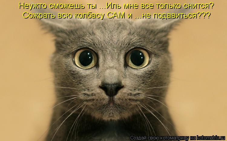 Котоматрица: Неужто сможешь ты ...Иль мне все только снится?  Сожрать всю колбасу САМ и ...не подавиться???