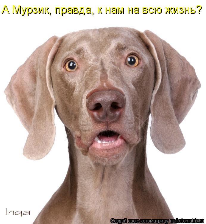 Котоматрица: А Мурзик, правда, к нам на всю жизнь?