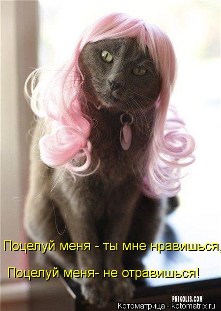 Котоматрица: Поцелуй меня - ты мне нравишься, Поцелуй меня- не отравишься!