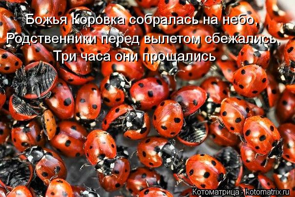 Родственники перед вылетом сбежались, Божья Коровка собралась на небо, Три часа они прощались... Котоматрица: Родственники перед вылетом сбежались, Божья Коровка собралась на небо, Три часа они прощались