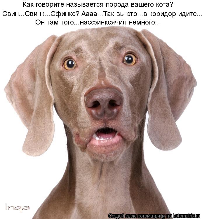 Как говорите называется порода вашего кота? Свин...Свинк...Сфинкс? Аааа...Так вы это...в коридор иди... Котоматрица: Как говорите называется порода вашего кота? Свин...Свинк...Сфинкс? Аааа...Так вы это...в коридор идите... Он там того...насфинксячил немного...