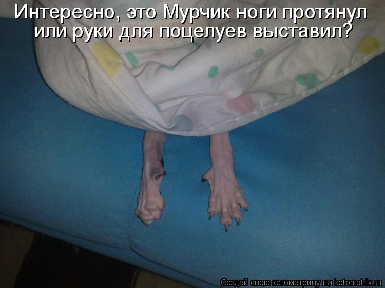 Котоматрица: Интересно, это Мурчик ноги протянул  или руки для поцелуев выставил?