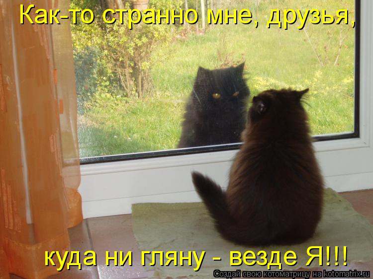 Котоматрица: Как-то странно мне, друзья,  куда ни гляну - везде Я!!!