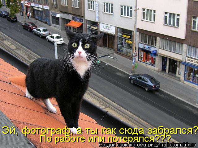 Котоматрица: Эй, фотограф, а ты как сюда забрался?  По работе или потерялся???