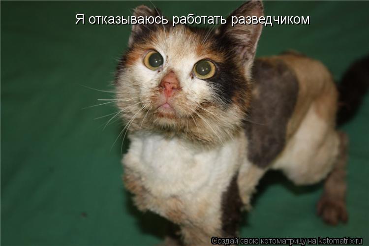 Котоматрица: Я отказываюсь работать разведчиком  Я отказываюсь работать разведчиком