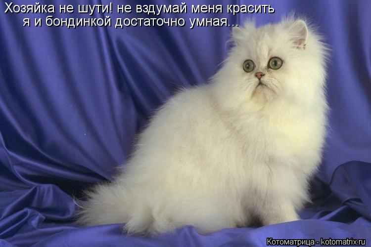 Котоматрица: Хозяйка не шути! не вздумай меня красить  я и бондинкой достаточно умная...