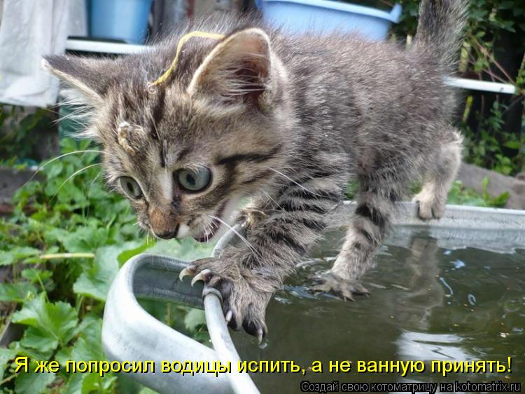 Котоматрица: Я же попросил водицы испить, а не ванную принять!